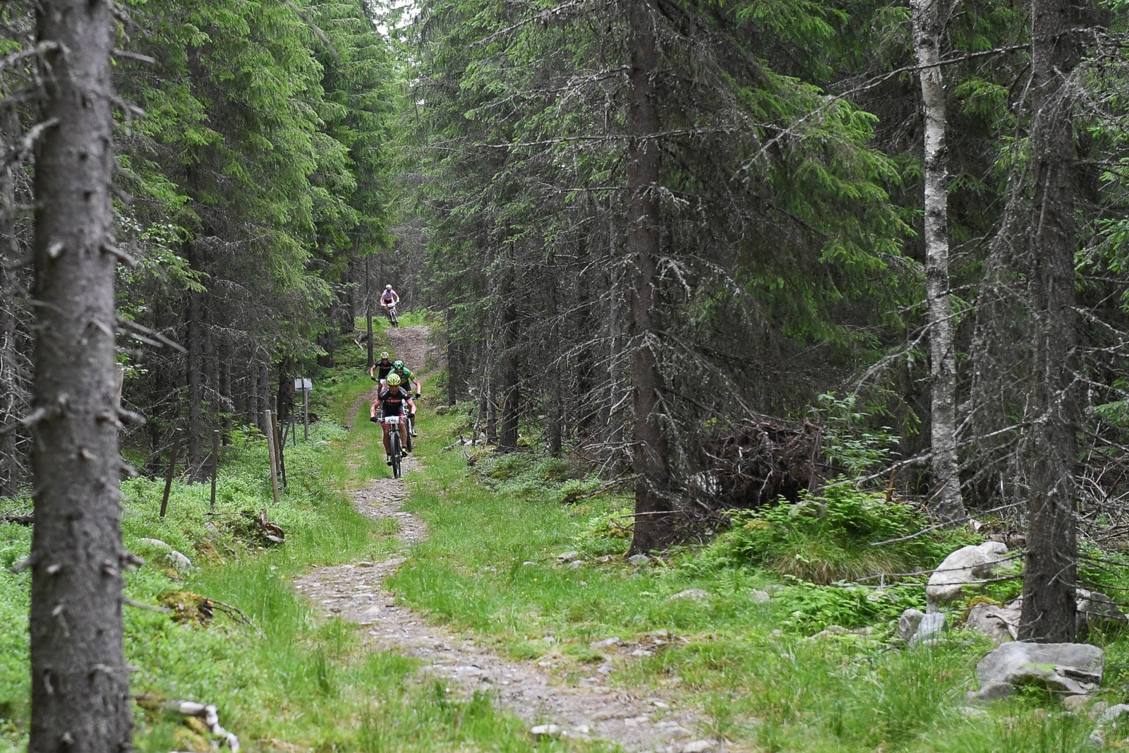 Hedmarksvidda rundt